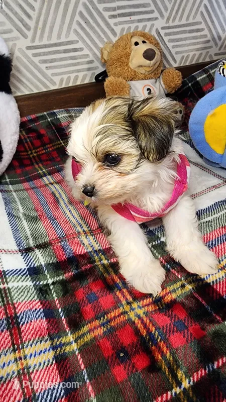 Sweet Morkie Princess  – Morkie puppy for sale in The Villages, FL