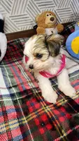 Sweet Morkie Princess , a female Morkie for sale in The Villages, FL – 1 of 8