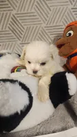 AKC BOY 3, a male Maltese for sale in The Villages, FL – 3 of 9