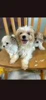 Parti Tiny Chole (Tea Cup), a female Morkie for sale in The Villages, FL – 7 of 8