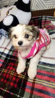 Sweet Morkie Princess , a female Morkie for sale in The Villages, FL – 2 of 8