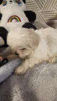 AKC BOY 3, a male Maltese for sale in The Villages, FL – 4 of 9