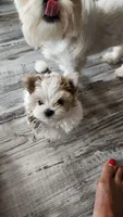Puppy 1, a  Morkie for sale in The Villages, FL – 5 of 8