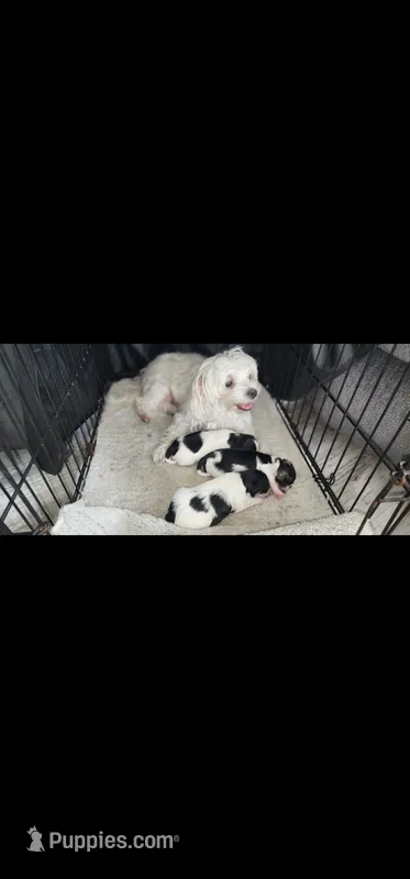 Puppy 1 – Morkie puppy for sale in The Villages, FL