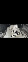Puppy 1, a  Morkie for sale in The Villages, FL – 1 of 8