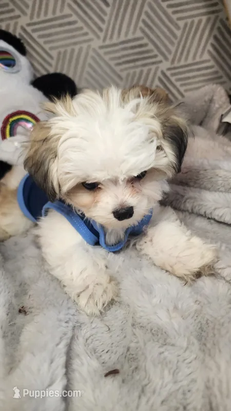 Sweet Harper parti Morkie  – Morkie puppy for sale in The Villages, FL