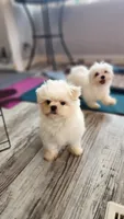 Imported lines, Prince Ollie, AKC (Champion pedigree) Maltese , a male Maltese for sale in The Villages, FL – 5 of 10