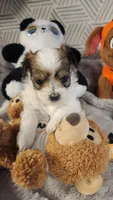 Penny, a female Morkie for sale in The Villages, FL – 2 of 7