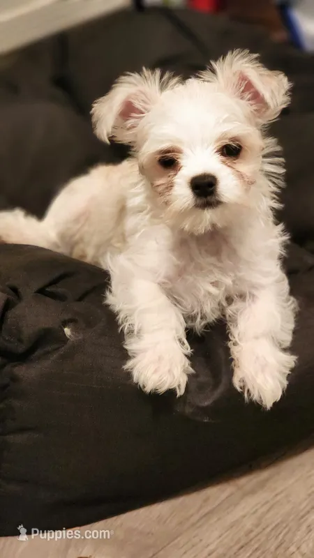 Tiny, Parti Morkie  – Morkie puppy for sale in The Villages, FL
