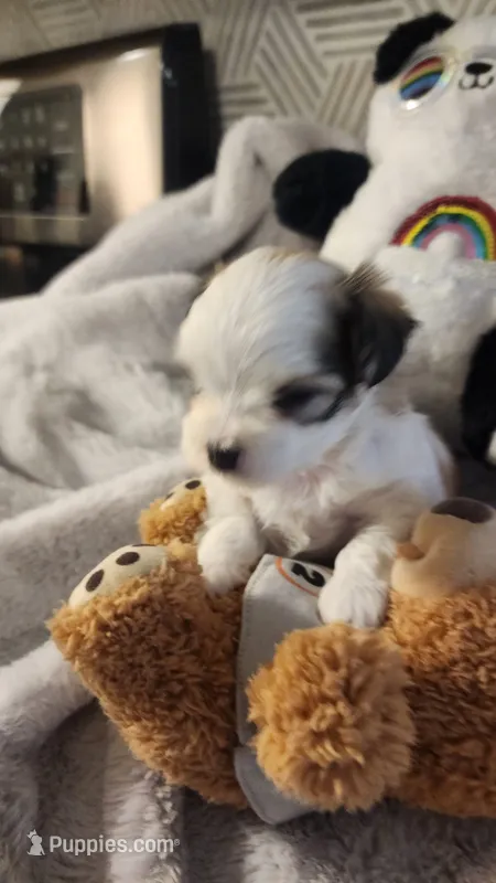 Harper – Morkie puppy for sale in The Villages, FL