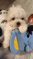 AKC BOY 3, a male Maltese for sale in The Villages, FL – 2 of 9