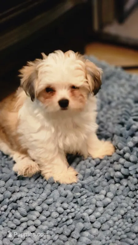 Sweet Harper parti Morkie  – Morkie puppy for sale in The Villages, FL