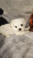 AKC boy 1, a male Maltese for sale in The Villages, FL – 5 of 8