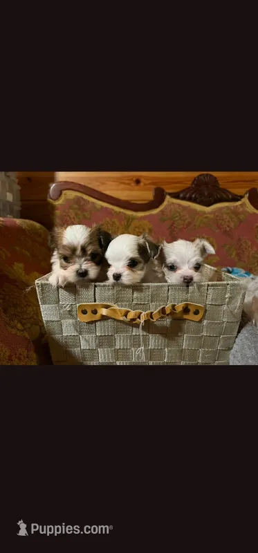 Princhi – Morkie puppy for sale in The Villages, FL
