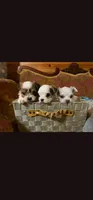 Princhi, a male Morkie for sale in The Villages, FL – 1 of 10