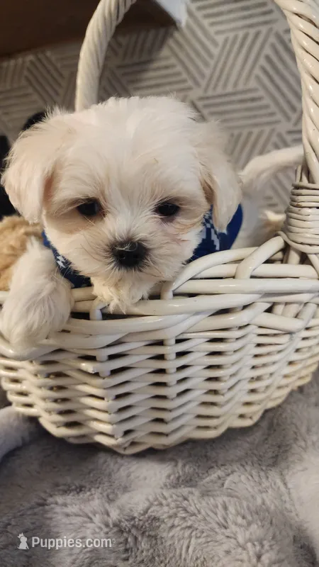 AKC boy 2 – Maltese puppy for sale in The Villages, FL