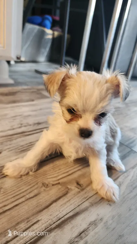 Tiny – Morkie puppy for sale in The Villages, FL