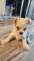 Tiny, a male Morkie for sale in The Villages, FL – 1 of 7