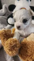 Princhi, a male Morkie for sale in The Villages, FL – 8 of 10