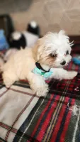 AKC Cooper (Champion lines), a male Maltese for sale in The Villages, FL – 3 of 10