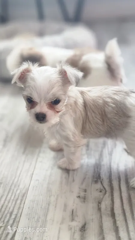 Princhi – Morkie puppy for sale in The Villages, FL