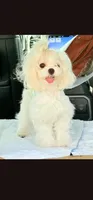 AKC Cooper (Champion lines), a male Maltese for sale in The Villages, FL – 8 of 10