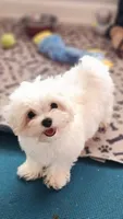 AKC Cooper (Champion lines), a male Maltese for sale in The Villages, FL – 9 of 10
