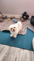 AKC Cooper (Champion lines), a male Maltese for sale in The Villages, FL – 5 of 10