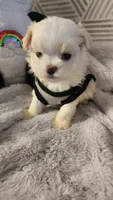 AKC boy 2, a male Maltese for sale in The Villages, FL – 3 of 10