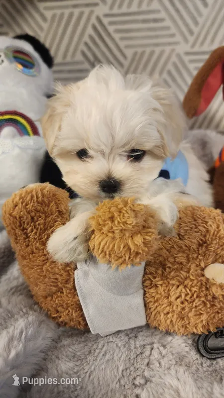 AKC boy Jax – Maltese puppy for sale in The Villages, FL