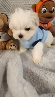 AKC boy Jax, a male Maltese for sale in The Villages, FL – 2 of 10