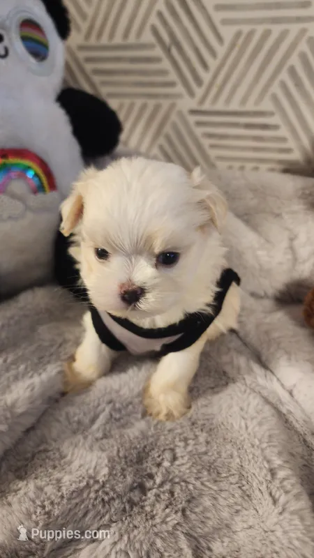 Prince Ollie, AKC (Champion pedigree) Maltese  – Maltese puppy for sale in The Villages, FL