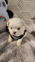 Prince Ollie, AKC (Champion pedigree) Maltese , a male Maltese for sale in The Villages, FL – 1 of 9