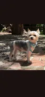 Puppy 1, a  Morkie for sale in The Villages, FL – 7 of 8