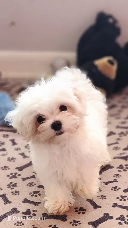 AKC Cooper (Champion lines) – Maltese puppy for sale in The Villages, FL