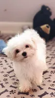 AKC Cooper (Champion lines), a male Maltese for sale in The Villages, FL – 1 of 10