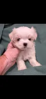 Prince Ollie, AKC (Champion pedigree) Maltese , a male Maltese for sale in The Villages, FL – 4 of 9