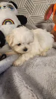 AKC boy Jax, a male Maltese for sale in The Villages, FL – 7 of 10