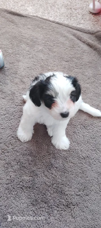 Rufus  – Toy Fox Terrier puppy for sale in Fort Worth, TX