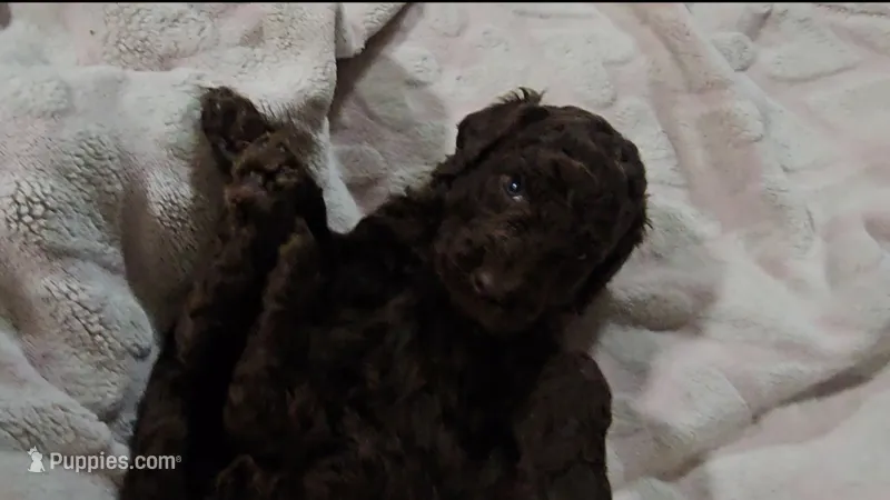 Gracie – Poodle - Standard  puppy for sale in Halifax, VA