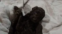 Gracie, a female Poodle - Standard  for sale in Halifax, VA – 1 of 1