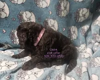 Claire, a female Poodle - Standard  for sale in Halifax, VA – 3 of 7