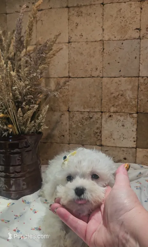 Sadie – Bichpoo puppy for sale in Virgilina, VA