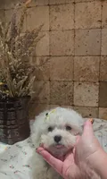 Sadie, a female Bichpoo for sale in Virgilina, VA – 1 of 5