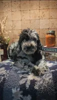 Rocco, a male Poodle - Standard  for sale in Halifax, VA – 5 of 7