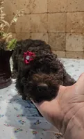 Josie, a female Poodle - Standard  for sale in Halifax, VA – 5 of 8