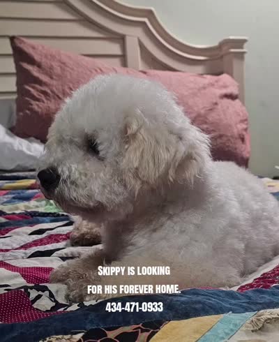 Skippy, a male Bichpoo for sale in Halifax, VA – 3 of 3