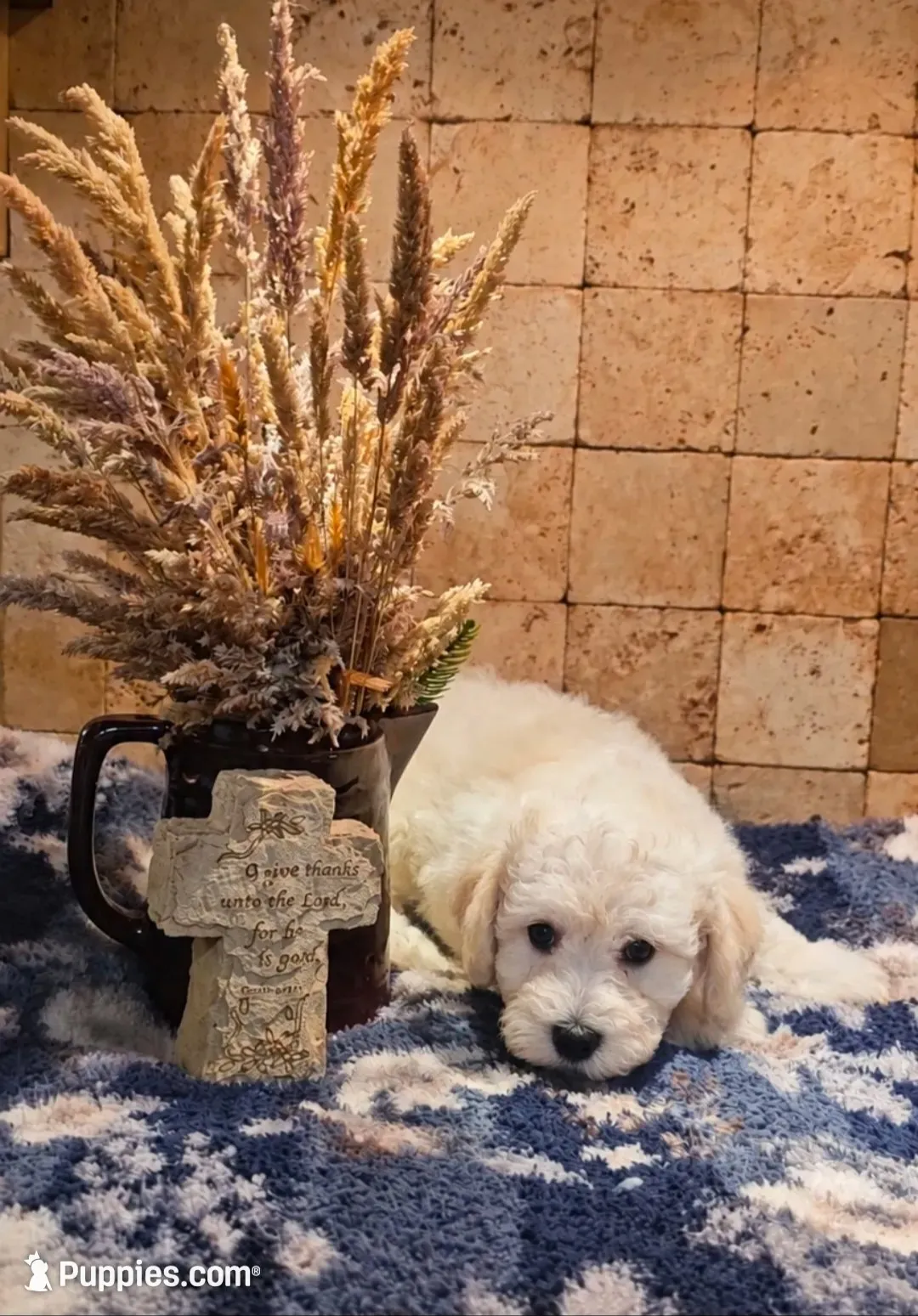 River, a male Bichpoo for sale in Virgilina, VA – 4 of 4
