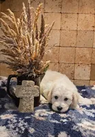 River, a male Bichpoo for sale in Halifax, VA – 2 of 4