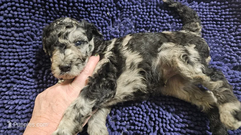 Rocco – Poodle - Standard  puppy for sale in Halifax, VA